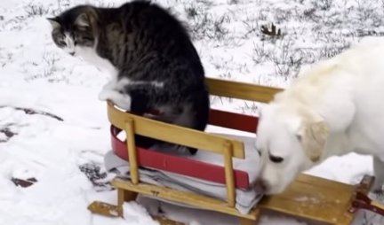 PAS I MAČKA SU DOBILI NAJBOLJI POKLON IKADA! Pogledajte kako uživaju sa SANKAMA na snegu! (VIDEO)