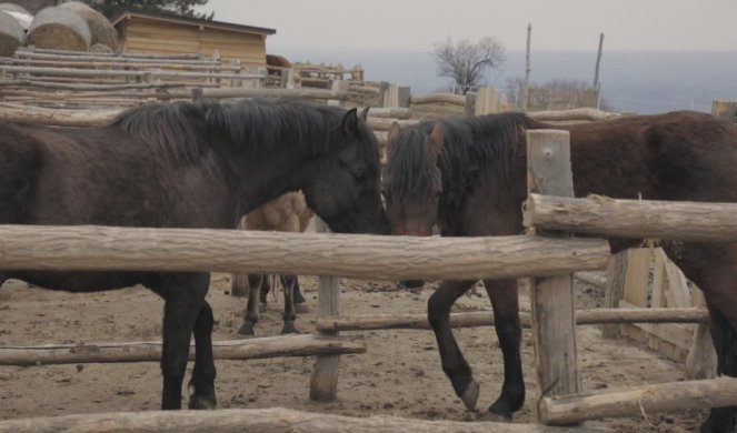 (FOTO) IGOR OŽIVEO ZANAT STAR DVA VEKA, SA NJIM ŽIVE "PLANINKE" I BRDSKI KONJI! Otkupio imanje na krovu Zapadne Srbije kako bi pružio dom zaboravljenim životinjama