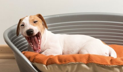 OBRATITE PAŽNJU! Dahtanje i zevanje psa ne znače uvek da je UMORAN, možda je u pitanju nešto ozbiljnije!