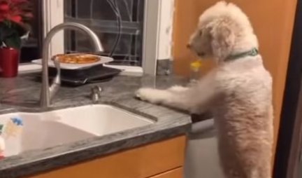 UPORAN JE NEMA ŠTA! Želja ovog psa da dohvati PICU je nešto najslađe što ćete danas videti! (VIDEO)