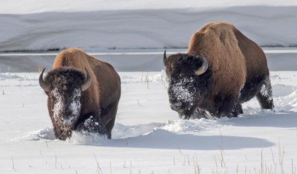 JEZIVA SCENA U AMERIČKOM JELOUSTONU! 13 bizona nastradalo u saobraćajnoj nesreći u blizini Nacionalnog parka (VIDEO)