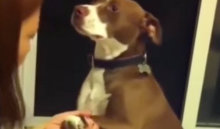 GLUMA ZA OSKARA! Htela je psu da iseče kandžice, a njegova reakcija je URNEBESNA! (VIDEO)