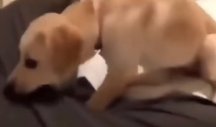 MENE SI NAŠAO DA ZEZAŠ! Ovo štene definitivno ne voli šalu, pa je vlasnika GRICNULO na veoma nezgodno mesto! (VIDEO)