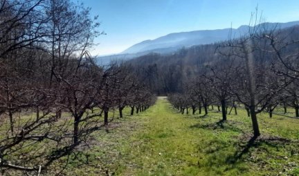 Atipična zima zadala "glavobolje" u Srbiji! Da li su voćke preživele i hoćemo li uskoro moći da gajimo kivi!?