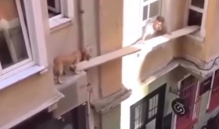 ZASTAĆE VAM DAH! Spasavali su psa koji se zaglavio na zgradi - samo korak ga je delio od TRAGIČNOG ISHODA! (VIDEO)