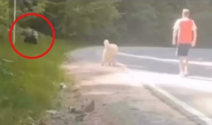 PRAVI JE HEROJ! Evo kako je pas branio vlasnika od medveda! (VIDEO)