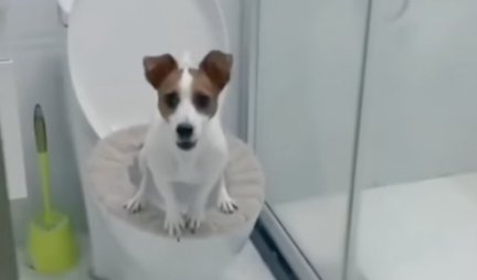PRAVI MALI GOSPODIN! Pas koji sam koristi kućni toalet je san svakog vlasnika! (VIDEO)