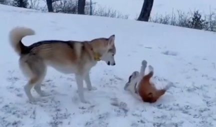 ONI SU JEDVA DOČEKALI SNEG! Kada vidite kako se zabavljaju ovi psi, poželećete da im se pridružite! (VIDEO)