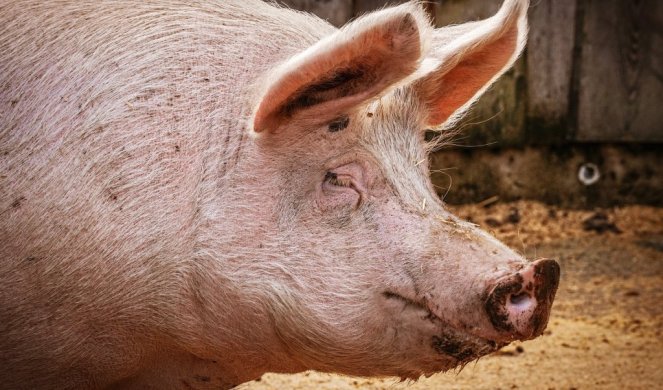 Svinja ubila čoveka!? Misteriozna smrt muškarca iz okoline Aleksinca!