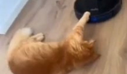 LENJIVAC ILI PAMETNICA? Mačka je odlučila da iskoristi usisivač kao prevozno sredstvo! (VIDEO)