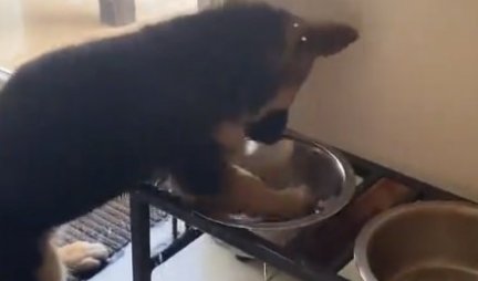 PA VI NABAVITE ŠTENE! Pogledajte kako ovaj slatkiš još uvek nije naučio čemu služi činija sa vodom! (VIDEO)