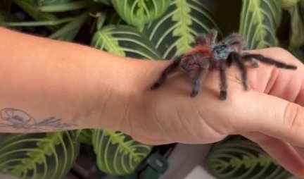 NEKO IMA PSE I MAČKE, A ONA ODGAJA INSEKTE I ŽIVULJKICE! Devojka živi sa paukovima, stonogama, leptirovima i uči ljude kako da ih vole! (FOTO)