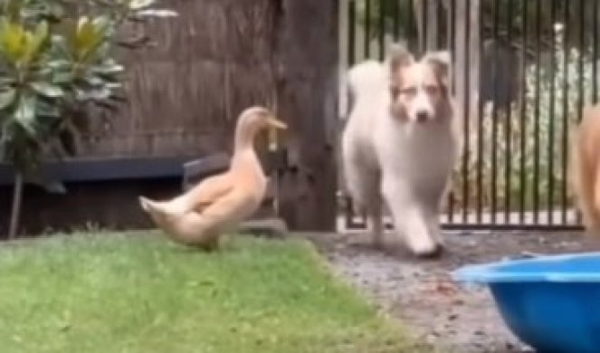 ONA SAMO ŽELI DA BUDE DEO DRUŽINE! Pogledajte kako ova patkica pokušava da se sprijatelji sa psima! (VIDEO)