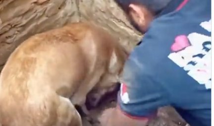 PUSTA MAJKA! Kuja kopala svim silama da izvuče štene iz ruševina (VIDEO)