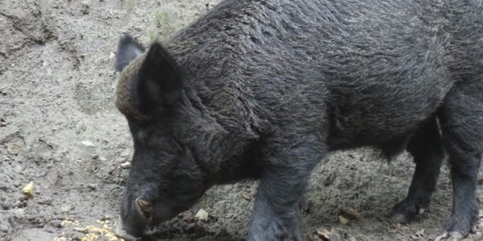 Odstrelio divlju svinju malokalibarskom puškom! Uhapšen beskrupulozni lovac