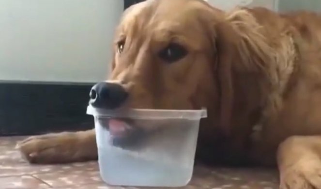 NIJE NI KAP PROSUO! Način na koji ovaj pas pije vodu je san svakog vlasnika psa! (VIDEO)