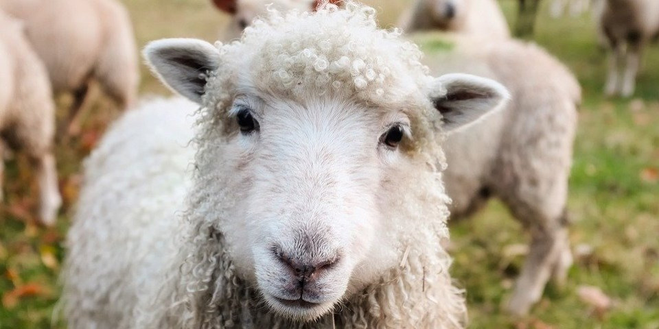 Pastir primetio neobično ponašanje! Ovce pojele skoro 100 kilograma kanabisa
