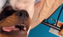 OD MALIH NOGU! Nećete verovati koliko su ovaj pas i mačka nerazdvojni - poljupci samo pršte! (VIDEO)