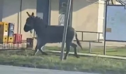 KO KAŽE DA SU GLUPI! Pogledajte kako ovo magarence verno čeka svog vlasnika ispred jedne prodavnice u selu! (VIDEO)