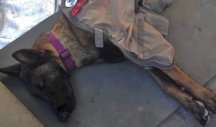 PUTUJ SA ANĐELIMA VELIKI HEROJU! Sahranjen pas PROTEO, život položio spasavajući zatrpane iz zemljotresa u Turskoj (FOTO/VIDEO)