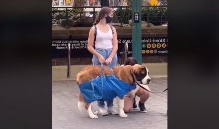 NEVEROVATNA SCENA U METROU! Devojka je stavila psa u torbu, a evo i zbog čega (VIDEO)