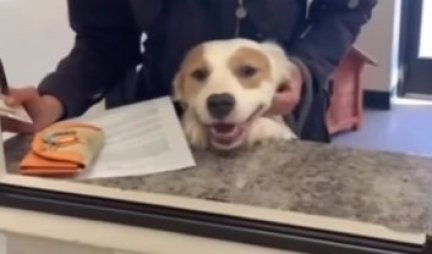 OSMEH SVE GOVORI! Pogledajte kako izgleda pas koji je saznao da je usvojen! (VIDEO)