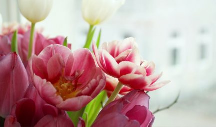 OTKRIJTE TAJNU USPEHA ZA VASKRŠNJE PRAZNIKE: Unesite ovo cveće u svoj dom i privucite blagostanje!