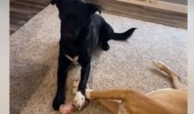 KRAĐA VEKA! Pogledajte kako je ovaj pas uzeo kosku od druge kuce - pravi je profesionalac! (VIDEO)