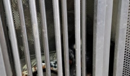 MEHANIČKIM SPRAVAMA UBIJAO I MUČIO PSE: Uhapšen vlasnik ilegalne uzgajivačnice pasa u Smederevu
