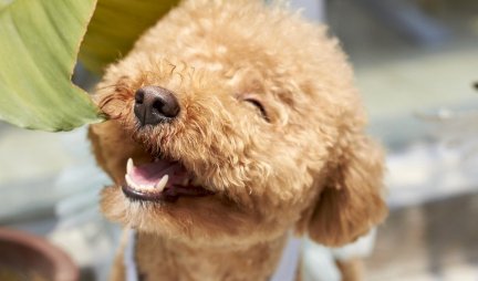 5 ZNAKOVA koji pokazuju da je vaš pas zaista srećan! (VIDEO)