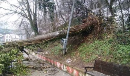 (FOTO) Ogromno stablo palo na šetalište u Užicu, povređeni žena i troje dece