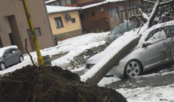 AUTOMOBIL SKORO PREPOLOVLJEN! Težak sneg oborio stablo, za dlaku izbegnuta tragedija u Požegi (FOTO)
