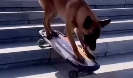 OVO JE PRAVI TALENAT! Pogledajte kako ovaj pas vozi skejt, kao pravi profesionalac! (VIDEO)