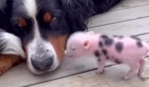 NIŠTA SLAĐE NEĆETE VIDETI! Prasence i psi imaju najneobičnije prijateljstvo! (VIDEO)