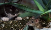 20 MILIONA PREGLEDA! Pogledajte kako je mačka reagovala kada je ugledala miša (VIDEO)