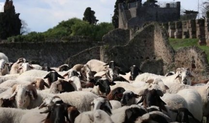 HIT PRIZOR! Stado od 150 ovaca čuva ostatke Pompeje (VIDEO)