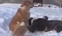 OPROSTI MU, MOLIM TE! Pas koji se umiljava drugom psu, kao da ga moli za oproštaj je nešto najslađe što ćete danas videti! (VIDEO)