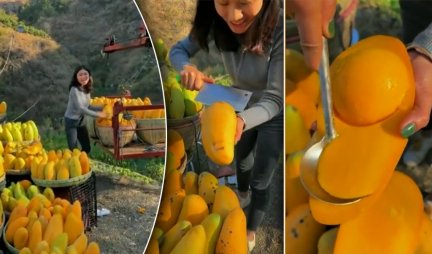 OVOLIKI NIKADA NISTE VIDELI! Na Tajlandu je pronađen najveći mango na svetu! (VIDEO)