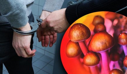 GAJILI HALUCINOGENE PEČURKE! Trojica mladića iz Beograda optužena za prodaju i posedovanje opijata!