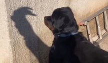 PA OVO JE SJAJNO, NASMEJAĆE VAS DO SUZA! Pogledajte kako pas izbegava šamare od senke! (VIDEO)