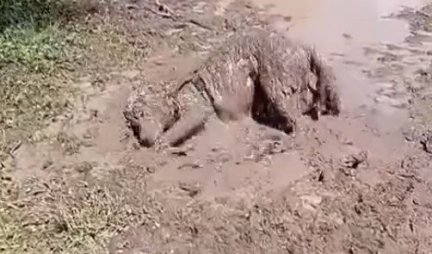 KOLIKO JE NJEMU DOBRO! Snimak psa koji se valja u blatu će vam definitivno ulepšati jutro! (VIDEO)