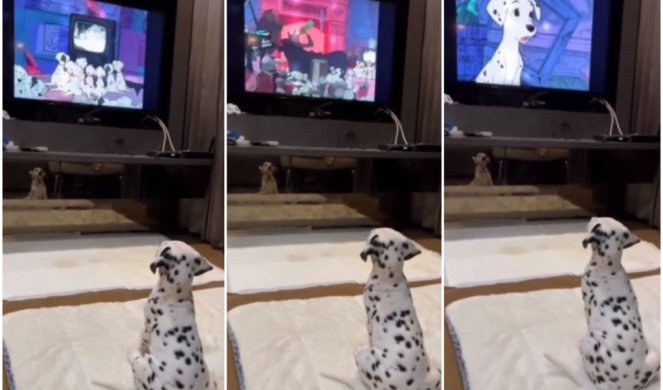 PRAVI JE MEDENJAK! Istopićete se kada vidite kako štene dalmatinca gleda "svoj" crtani film na televizoru! (VIDEO)