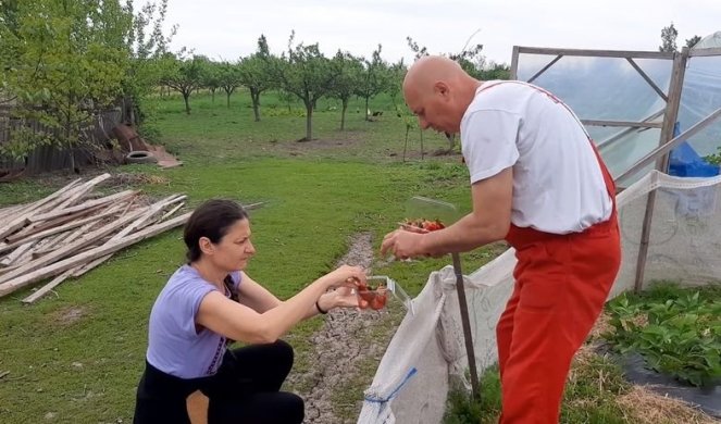 CRVENE, SOČNE I SLATKE KAO ŠEĆER! Domaćin iz sela Zagorice bere ovo voće pre drugih, a već unapred je sve RASPRODATO (FOTO)