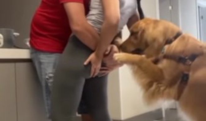 SKLANJAJ RUKE SA NJE! Da li ste videli većeg ljubomorka? Potez ovog psa će vas nasmejati do suza! (VIDEO)