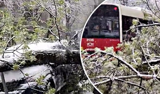 SNEŽNO NEVEREME ČUPALO STABLA IZ KORENA! Ogromno drvo palo na parkirane automobile u Beogradu