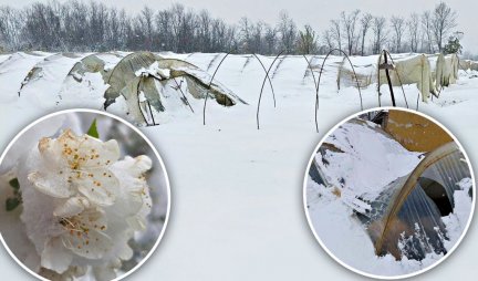 MEŠTANI SELA OKO TOPOLE IMAJU VELIKE MUKE! Ovoliki sneg nije pao ni usred zime, uništio i voće i plastenike (FOTO)
