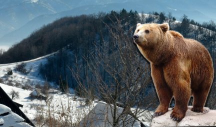 Medved u Beogradu se nije uplašio svoje senke na Sretenje! Zna se šta to znači i kad nam stiže proleće