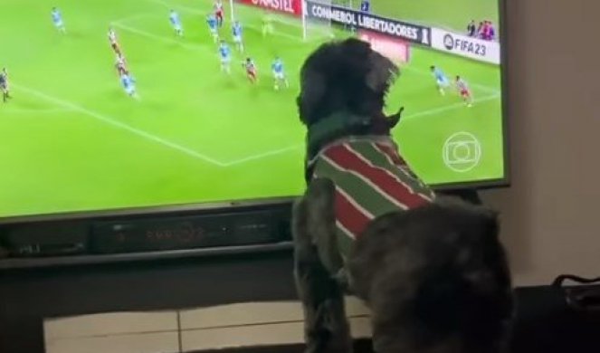 KAKAV VATRENI NAVIJAČ! Reakcija ovog psa dok gleda utakmicu će vas oduševiti! (VIDEO)
