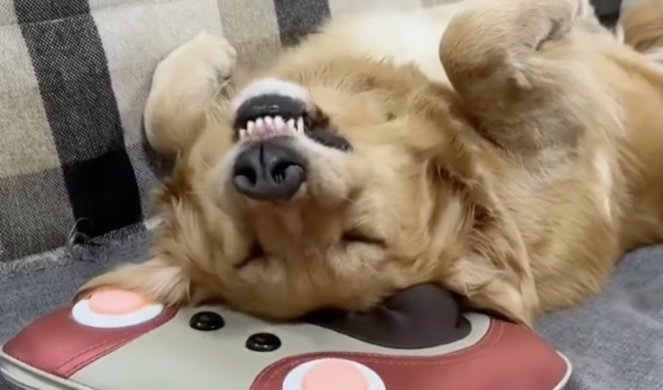 ON ZNA KAKO DA UŽIVA! Zadovoljni izraz ovog psa u toku masaže će vam ulepšati veče! (VIDEO)