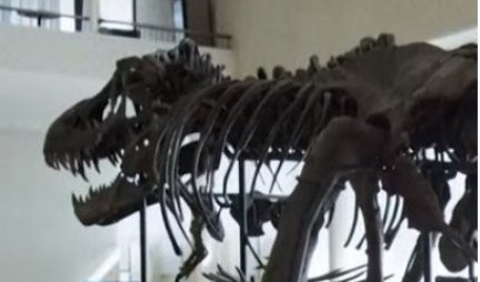 IMA SE, MOŽE SE! Skelet Tiranosaurusa prodat privatnom licu za više od pet i po miliona evra (VIDEO)